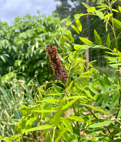 False Indigo (Amorpha fruticosa) seedling