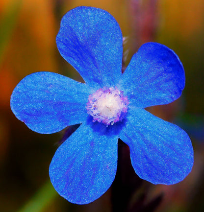 Blue Italian Alkanet (Anchusa capensis) Seeds – 100 ct