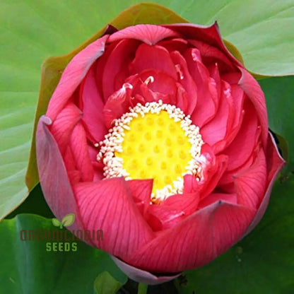 Aquatic Lotus Seeds (Nelumbo nucifera Crimson)