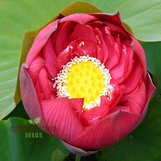 Aquatic Lotus Seeds (Nelumbo nucifera Crimson)