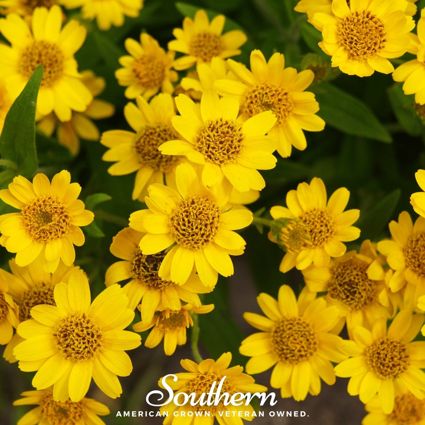 Meadow Arnica – 20 Seeds
