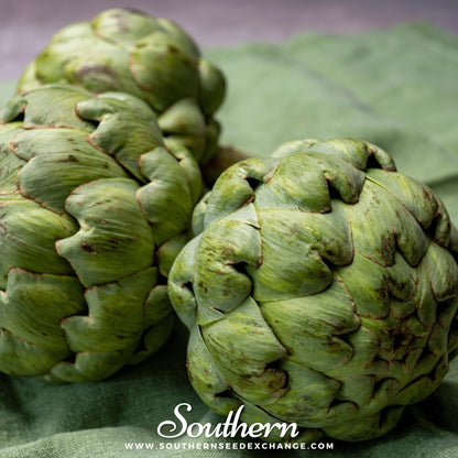 Green Globe Artichoke – 25 Seeds
