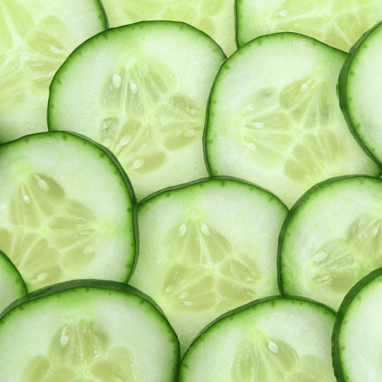 Ashley Cucumber – 30 Seeds