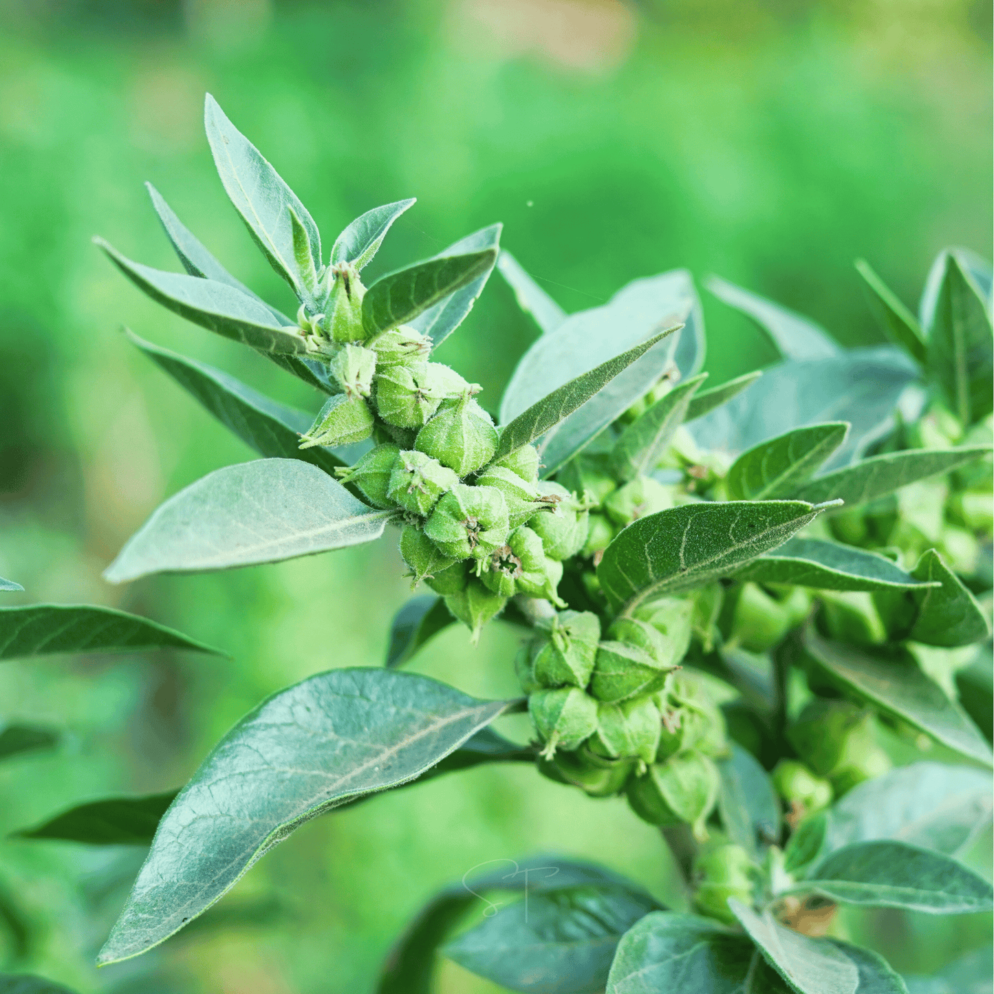 Ashwagandha – 30 Seeds
