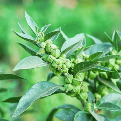 Ashwagandha – 30 Seeds
