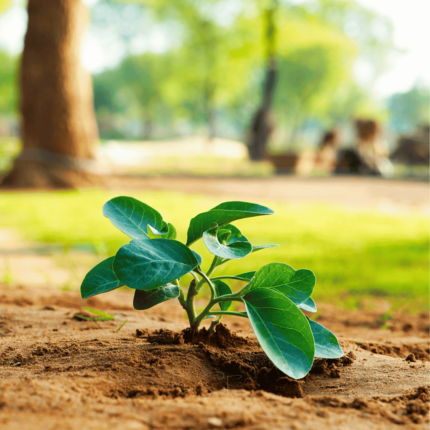 Ashwagandha – 30 Seeds