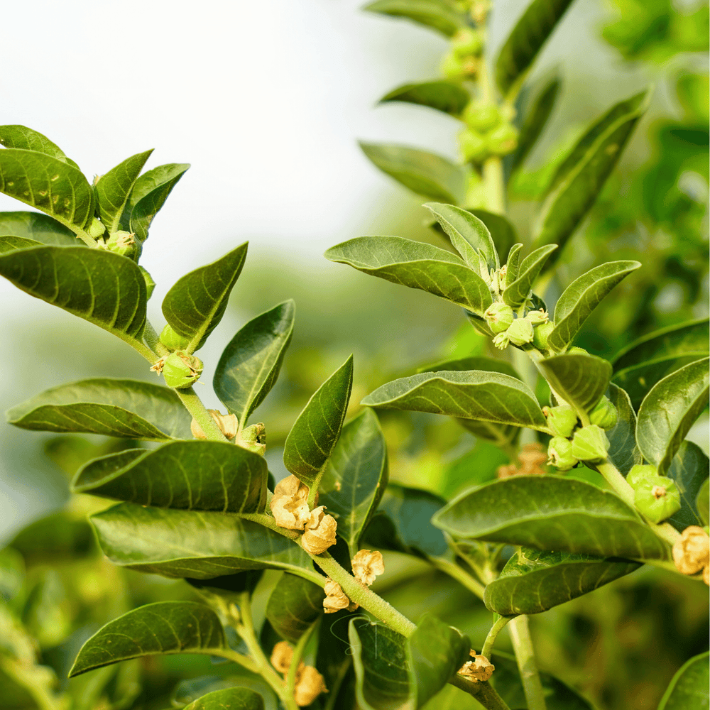 Ashwagandha – 30 Seeds