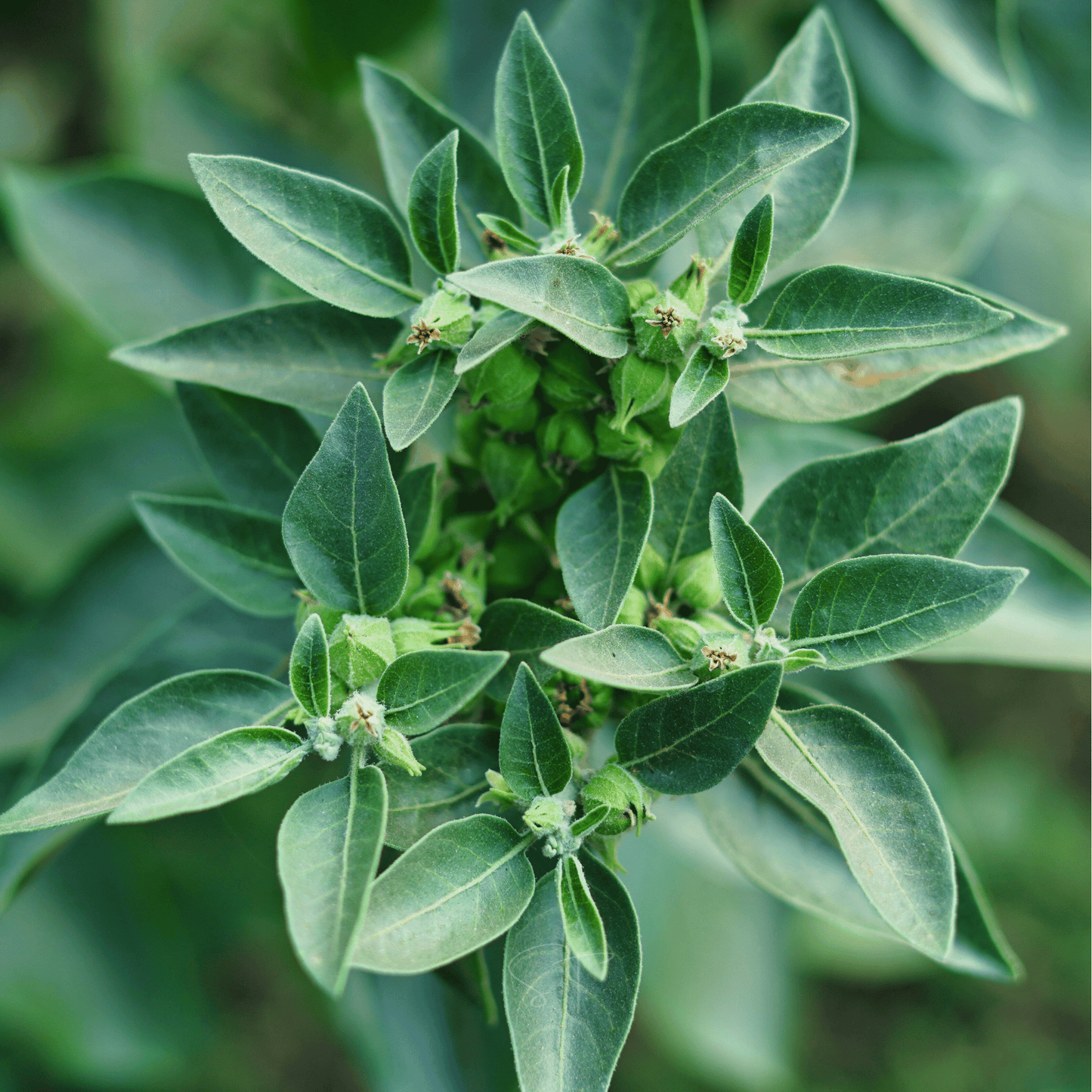Ashwagandha – 30 Seeds
