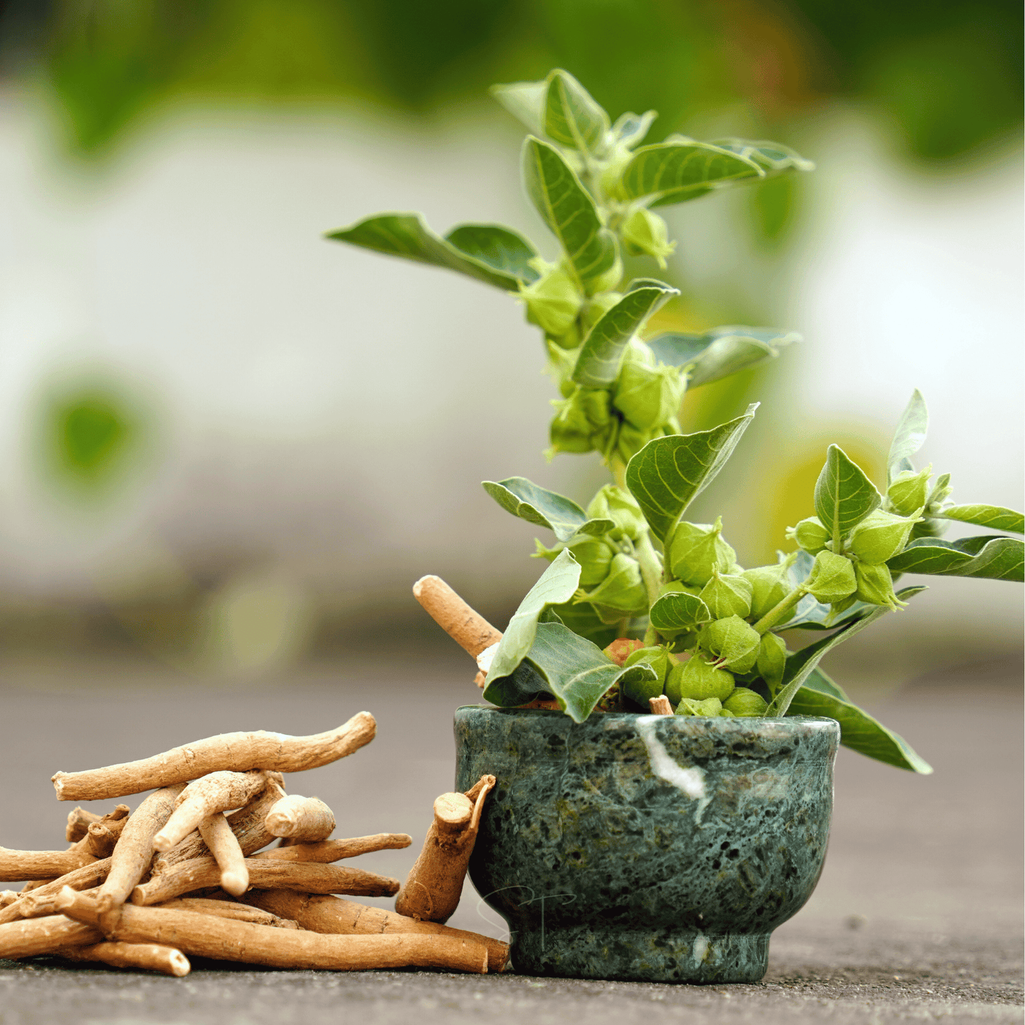 Ashwagandha – 30 Seeds