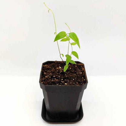 Asparagus Asparagoides Smilax 'Bridal Creeper' Seeds