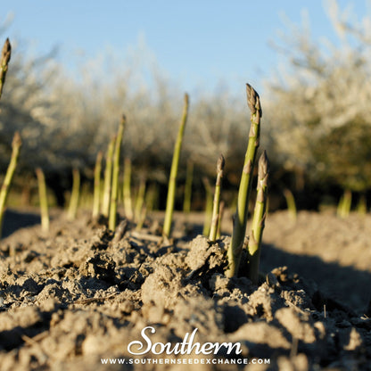 Mary Washington Asparagus – 50 Seeds