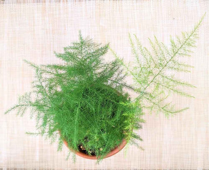 Asparagus Plumosus Nana 'Lace Fern'