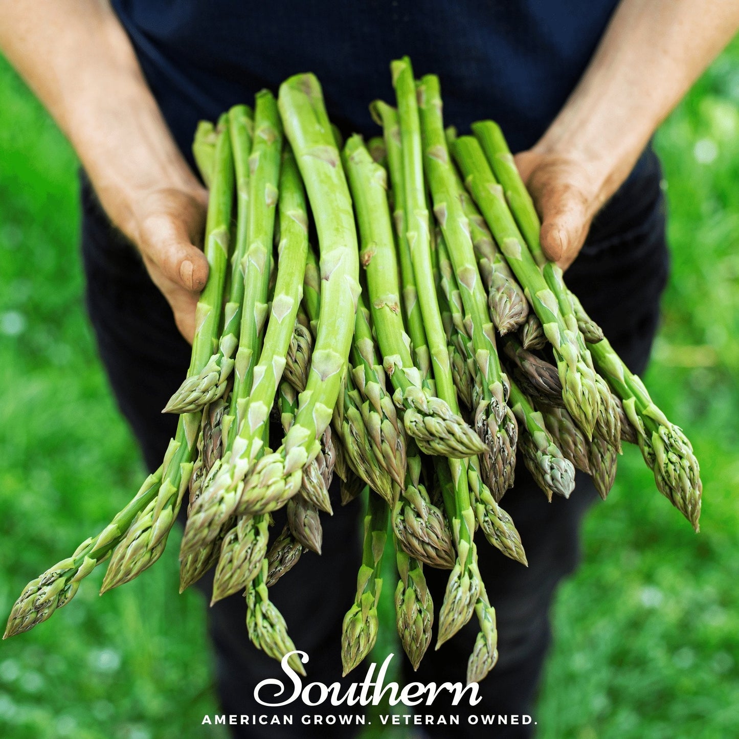 Asparagus – 50 Seeds