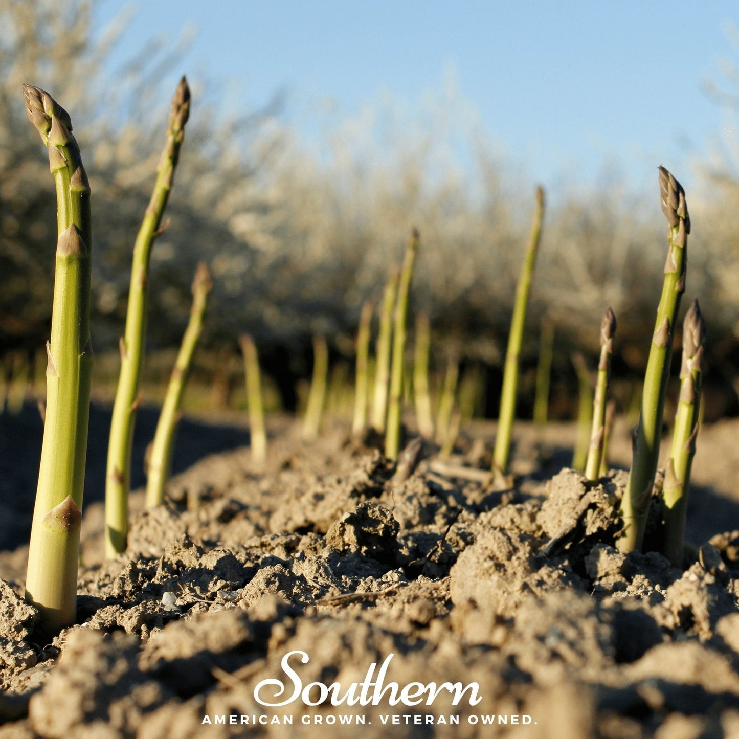 Asparagus – 50 Seeds