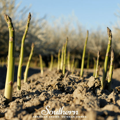 Asparagus – 50 Seeds