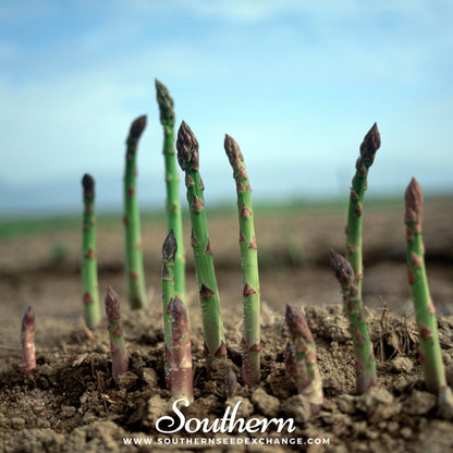 UC72 Asparagus – 50 Seeds