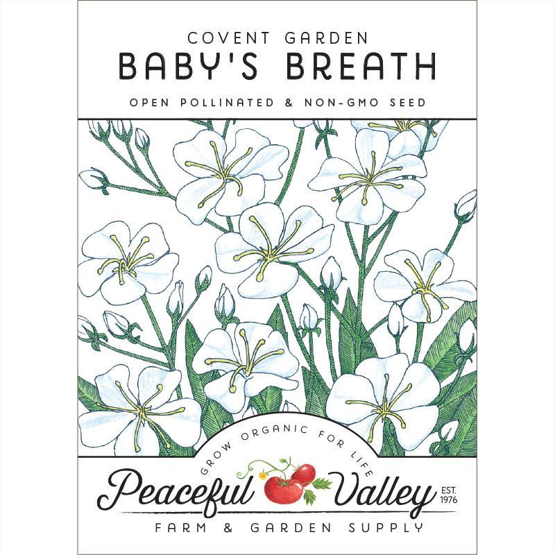 Baby's Breath (pack)