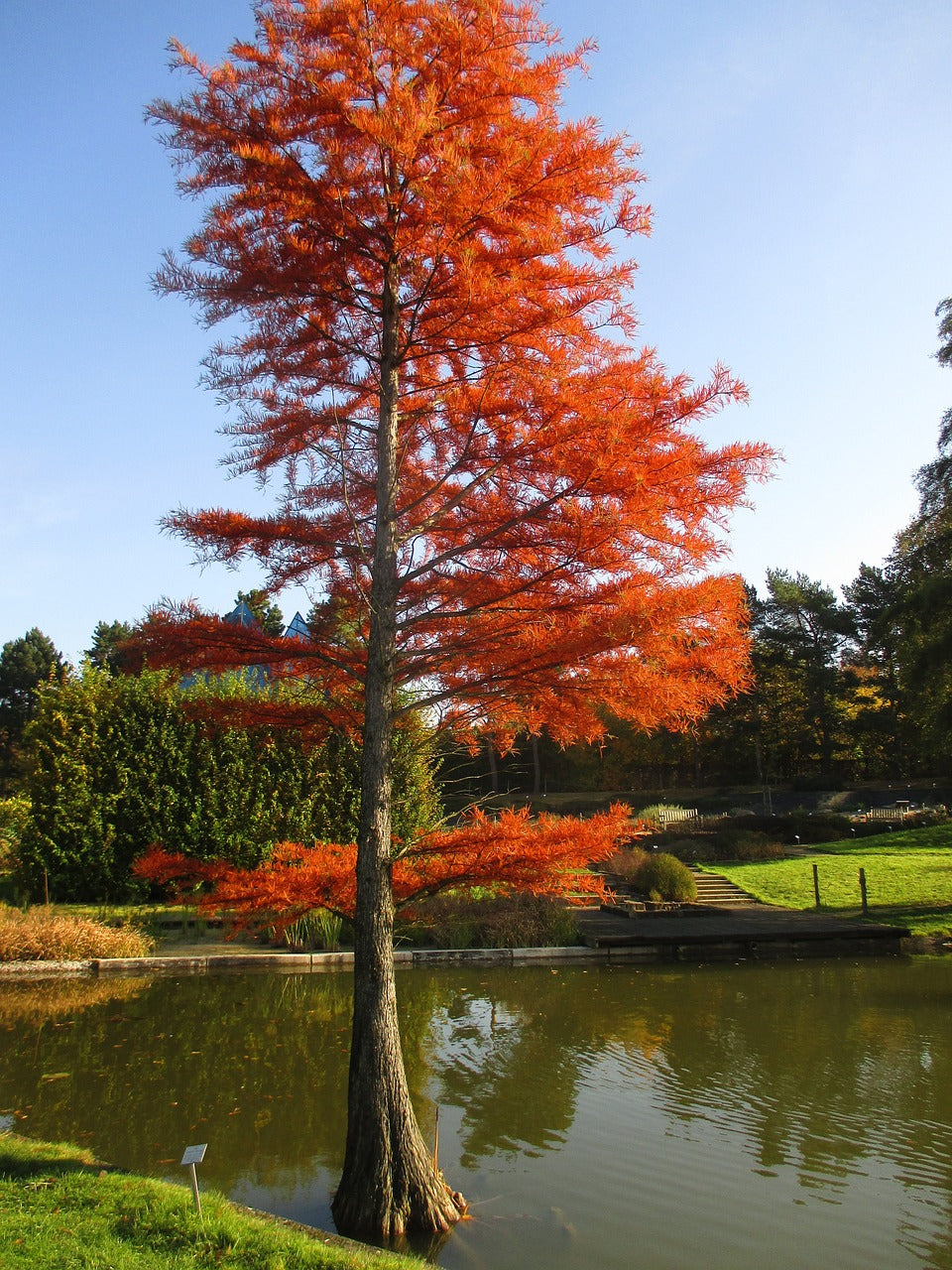 Bald Cypress
