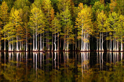 Bald Cypress