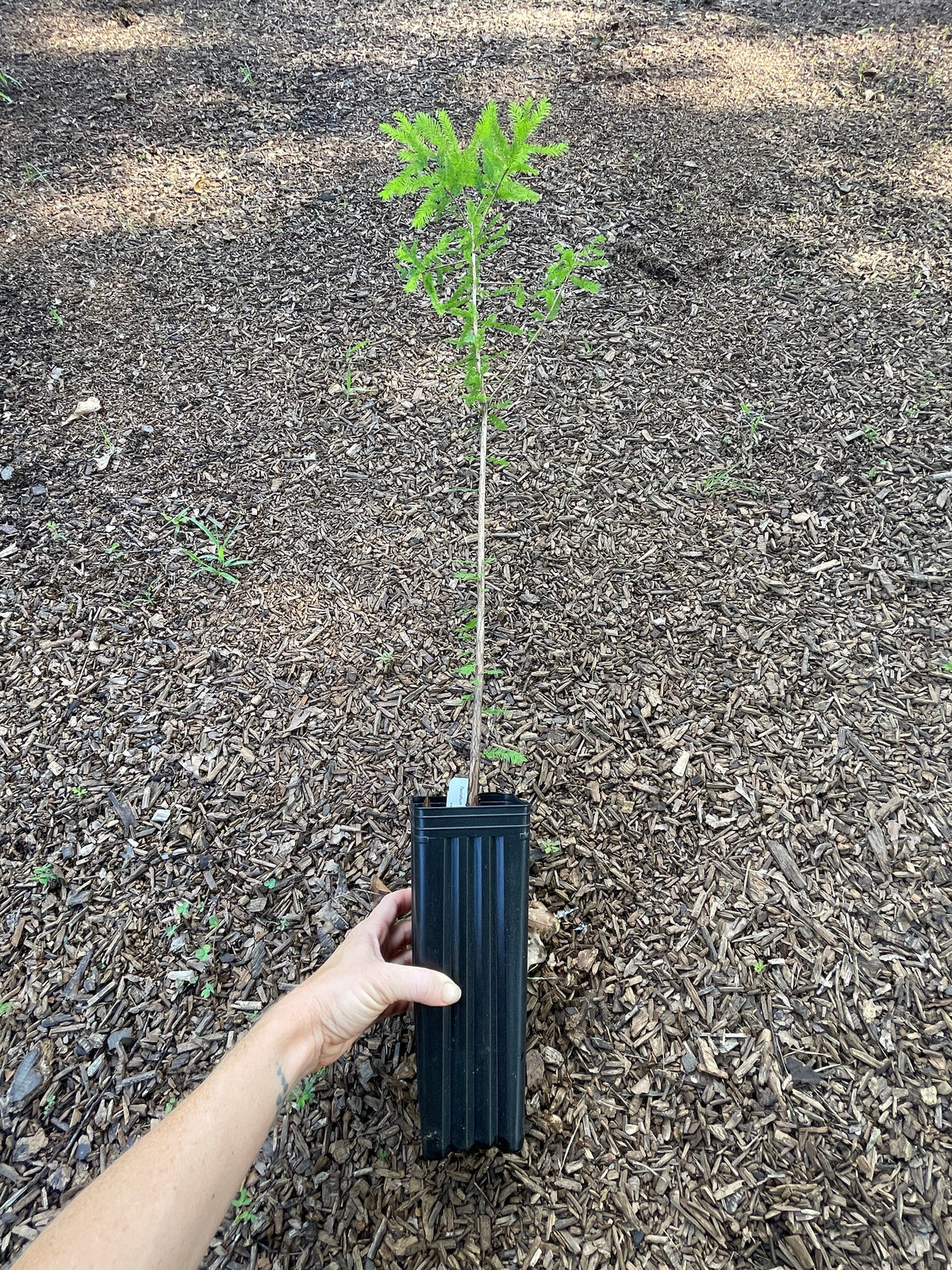 Bald Cypress