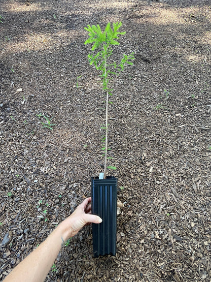Bald Cypress