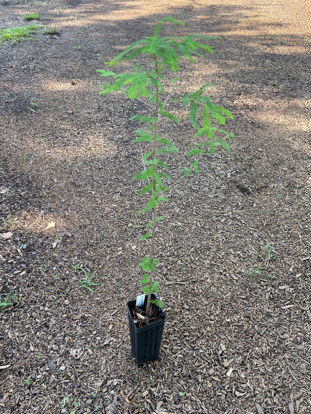 Bald Cypress