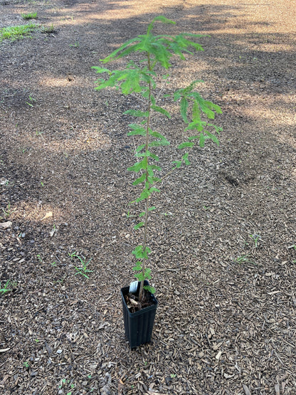 Bald Cypress