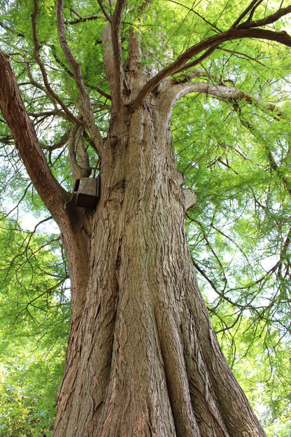 Bald Cypress