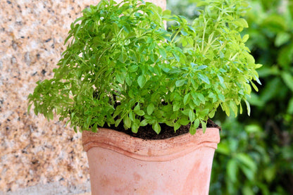 500 Dwarf Greek Basil (Ocimum Basilicum) Seeds