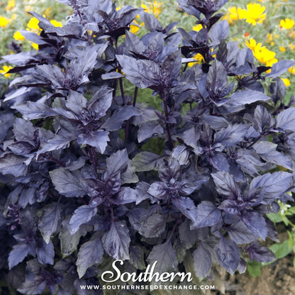 Dark Opal Basil – 250 Seeds