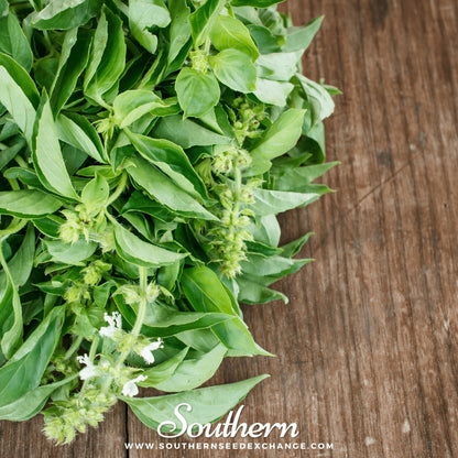 Lemon Basil – 250 Seeds