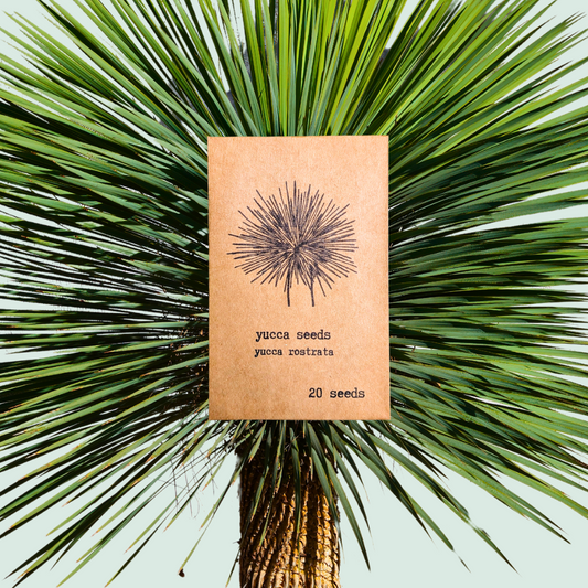 Yucca Rostrata 'Beaked Yucca' Seeds