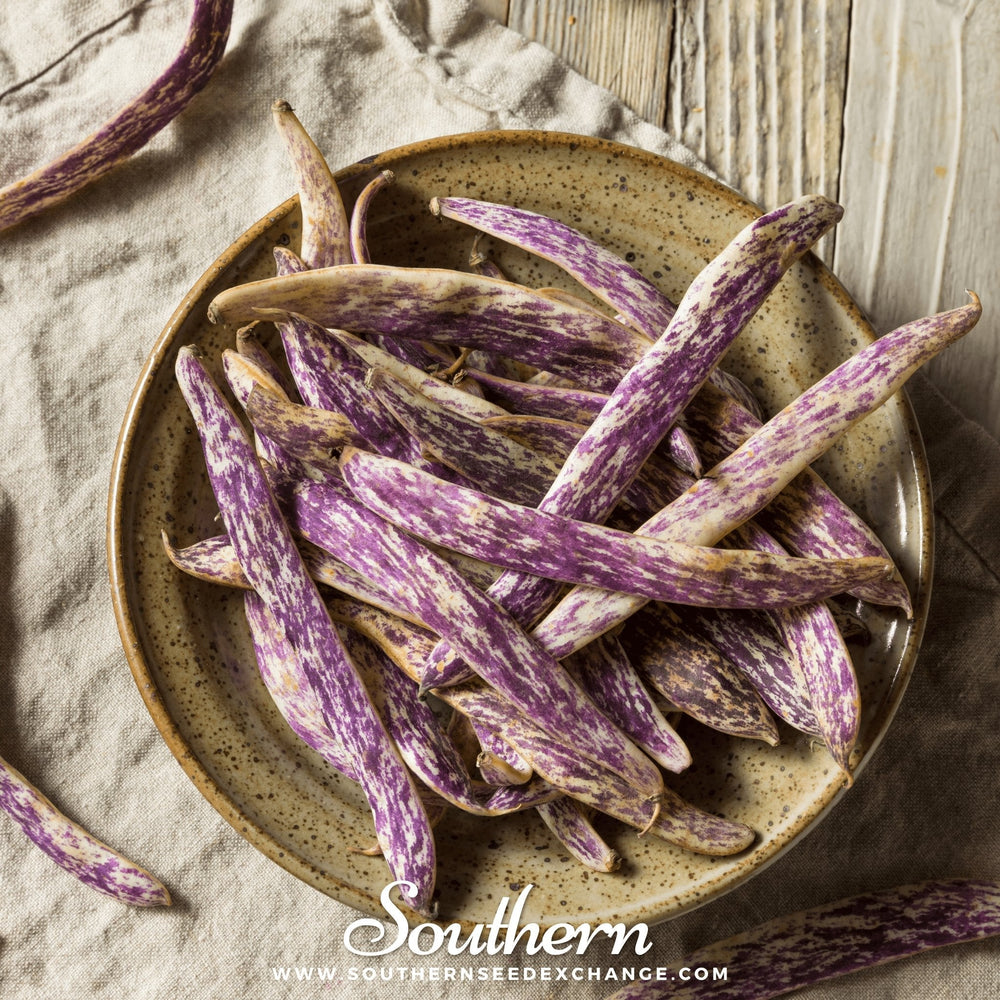 Dragon's Tongue Bean (Bush) – 20 Seeds