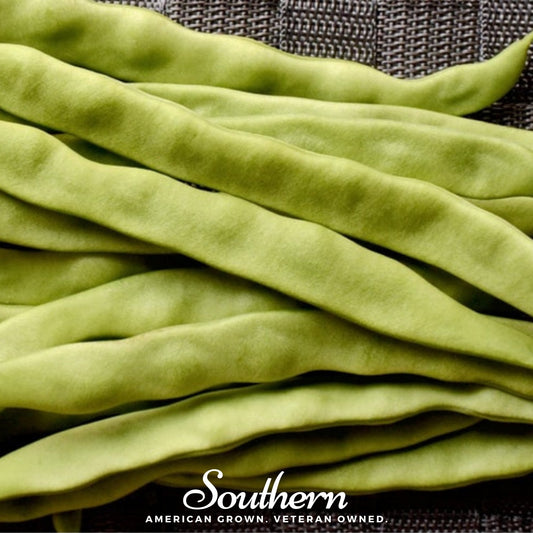 Roma II Bean (Bush Bean) – 30 Seeds