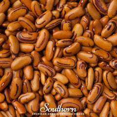 Tiger's Eye Bean (Bush) – 30 Seeds