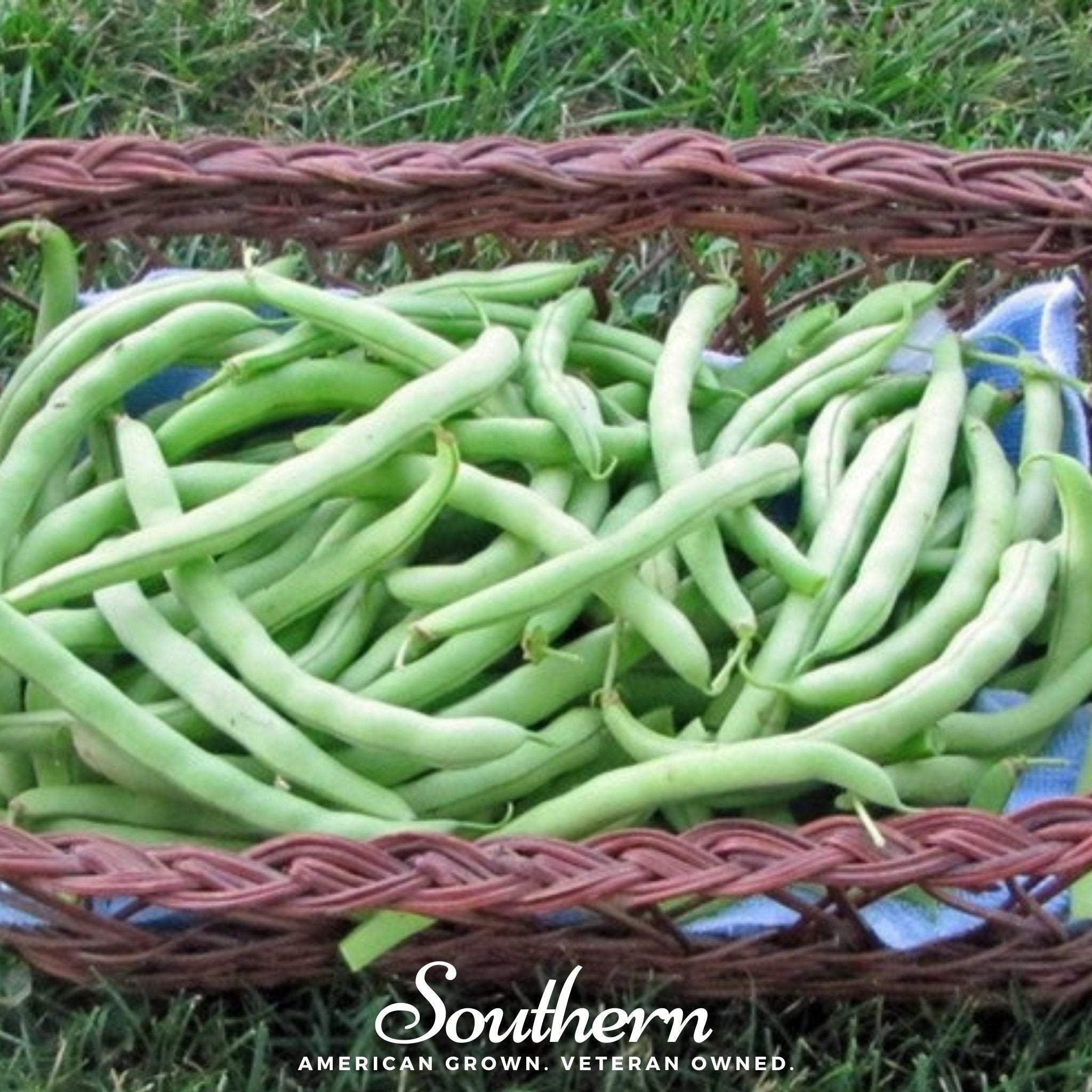 Topcrop Bean (Bush) – 50 Seeds – Haven Herbs