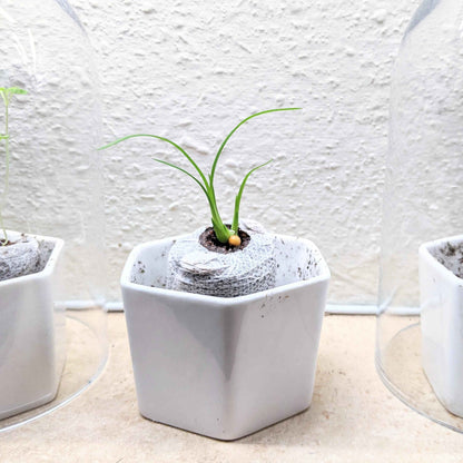 Beaucarnea Recurvata 'Ponytail Palm' Seeds