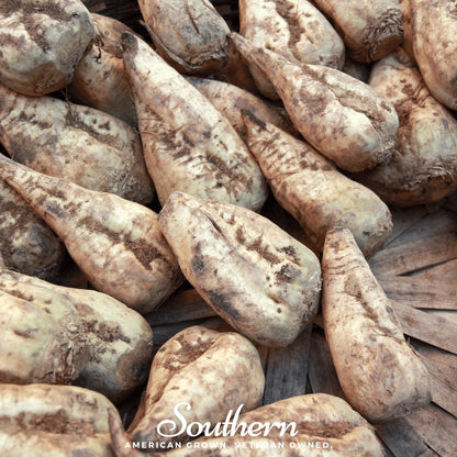 Sugar Beet – 50 Seeds