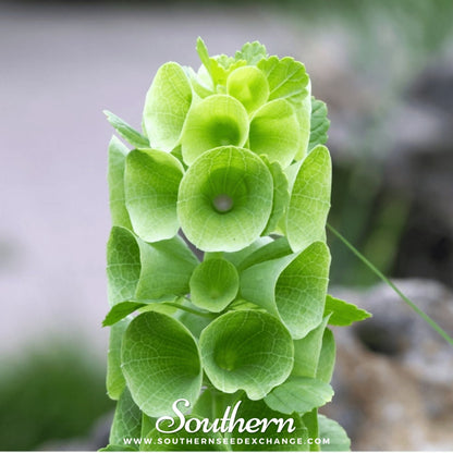 Bells of Ireland – 100 Seeds