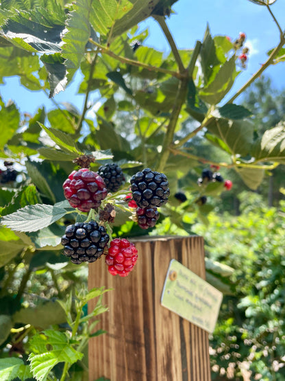 Prime Ark 45 Blackberry (Rubus spp) seedling