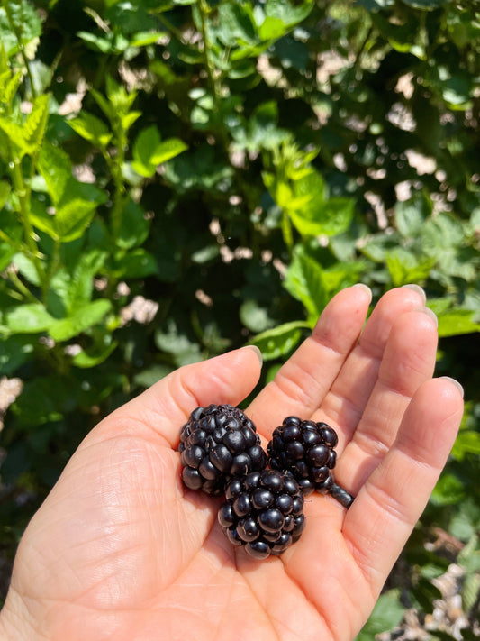 Prime Ark 45 Blackberry (Rubus spp) seedling