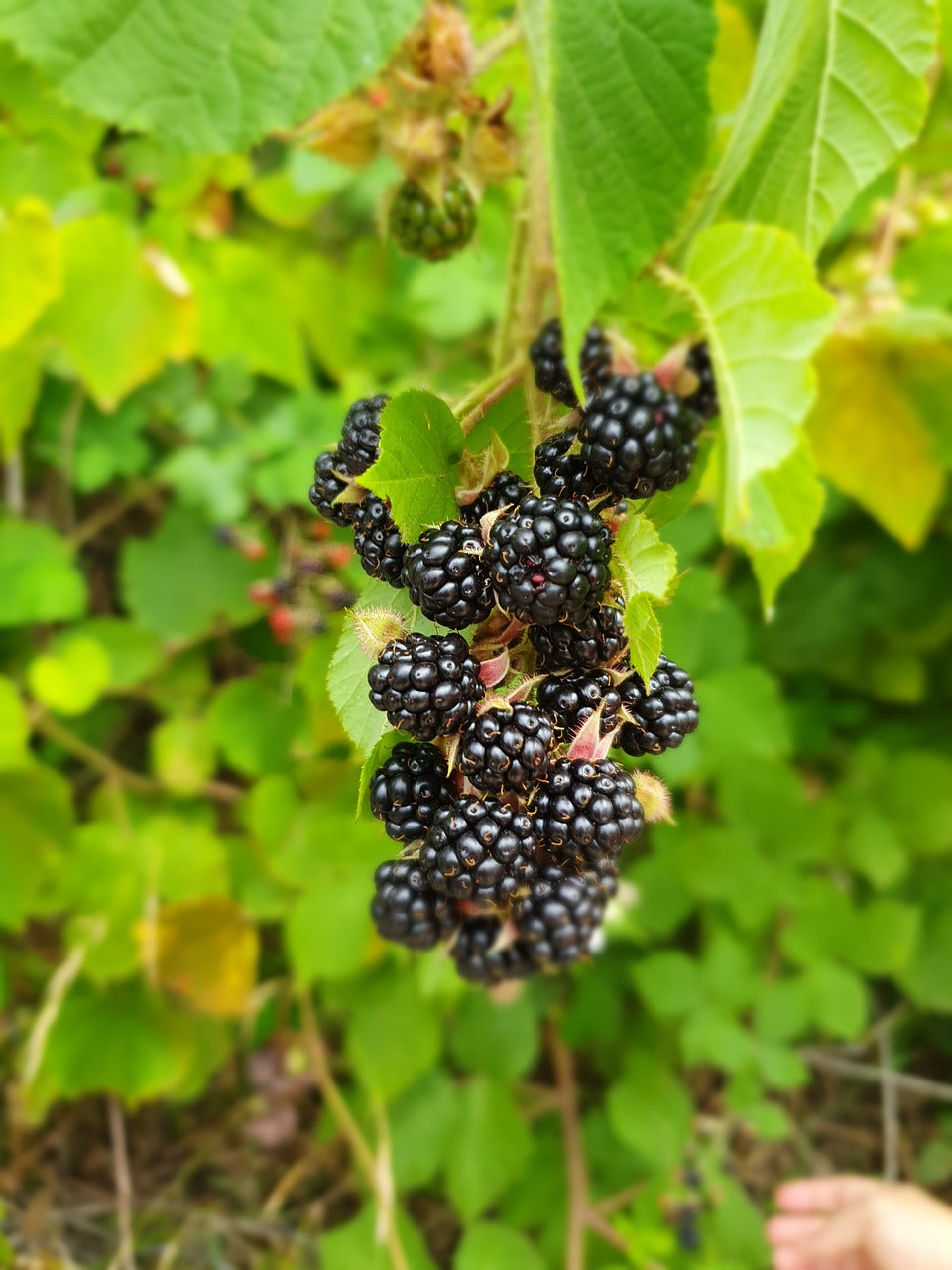 Triple Crown Blackberry