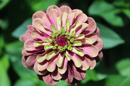 25 Red Lime Queeny Zinnia (Zinnia Elegans) Seeds
