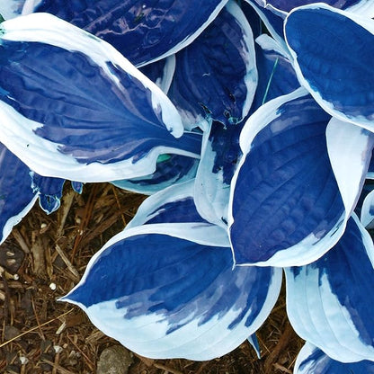 Dark Blue Hosta Seeds