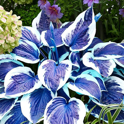 Dark Blue Hosta Seeds