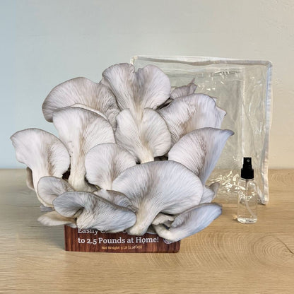 Blue Oyster Mushroom Growing Kit - 5 LBS Spray and Grow