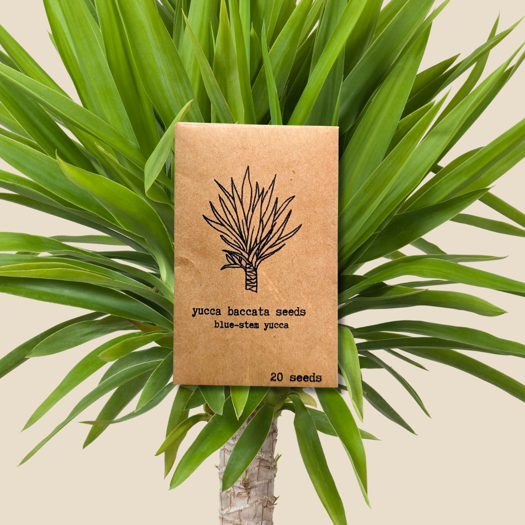 Yucca Baccata 'Blue Stem Yucca' Seeds