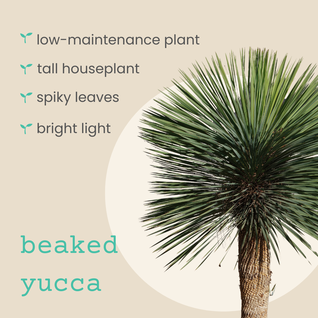Yucca Rostrata 'Beaked Yucca' Seeds