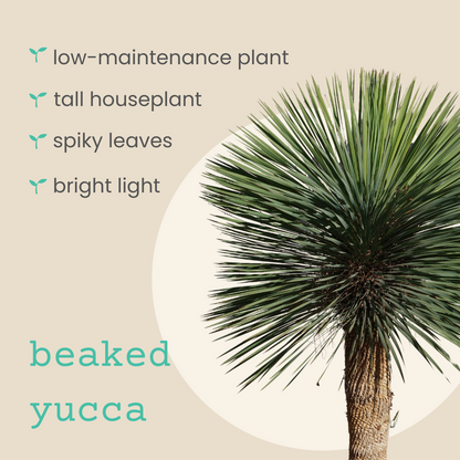 Yucca Rostrata 'Beaked Yucca' Seeds