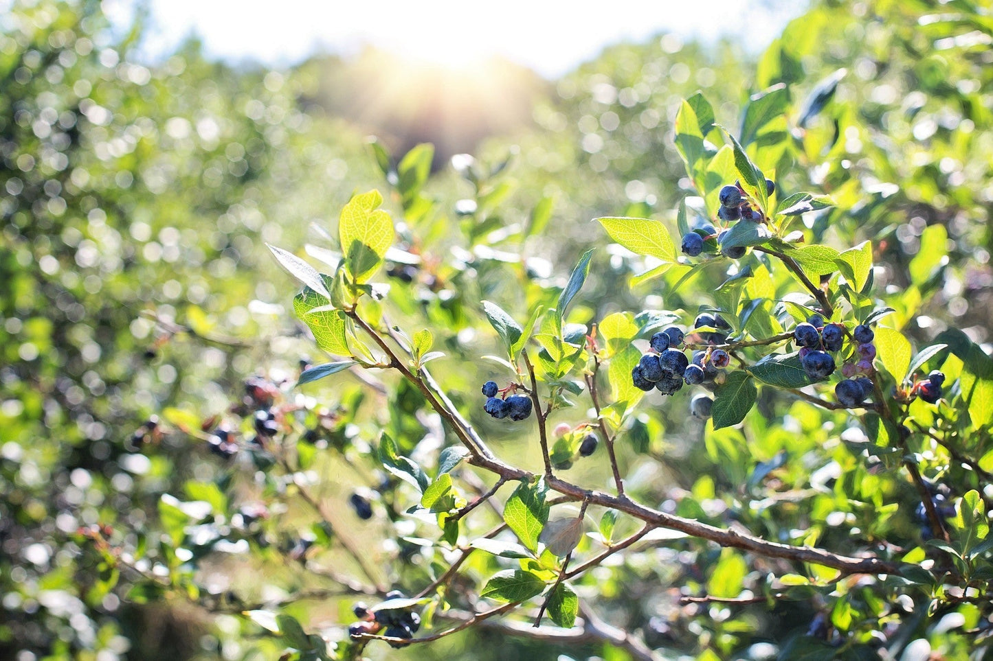 50 Southern Highbush Blueberry (Vaccinium Corymbosum) Seeds